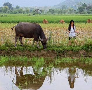 ��ʮ�����������µķ�ţ����