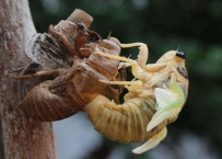 ���� ׽֪��